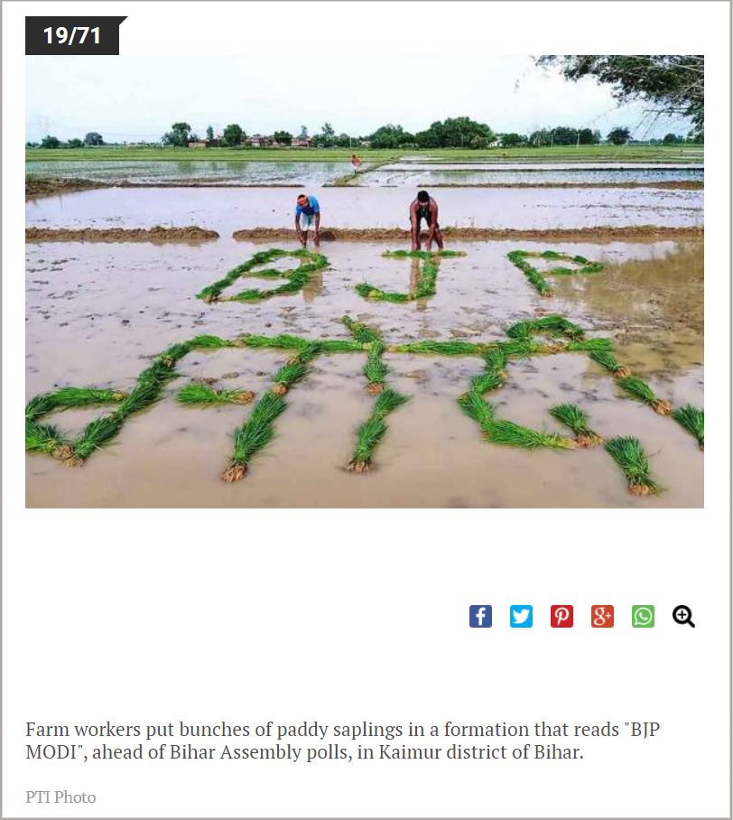 Farm workers put bunches of paddy saplings in a formation that reads BJP MODI.png